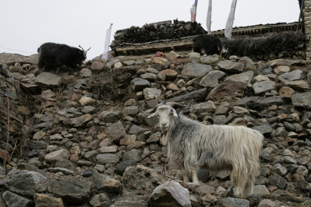 manang 8