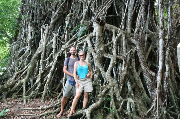 15 Drzewo banyan.