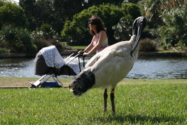 4 Ibis w parku.