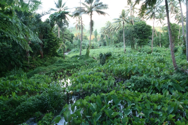 8 Water taro gardens czyli spichlerz wioski.