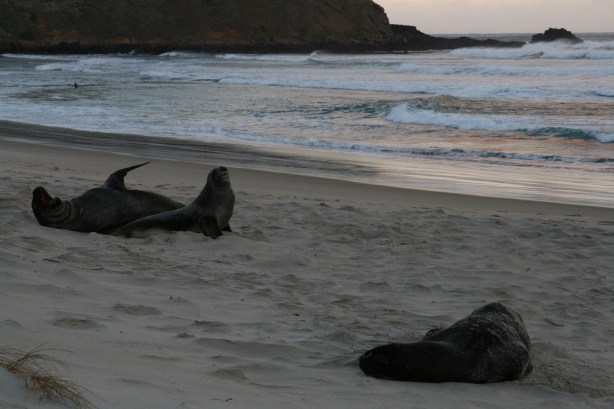13 Lwy morskie na Sandfly Beach.