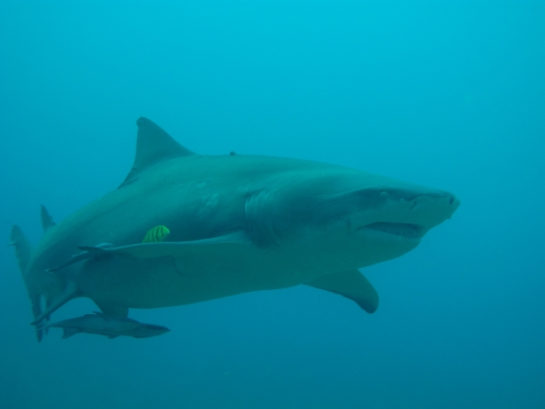 1 Bullshark.