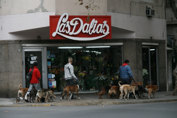 Zawodowi wyprowadzacze psów bogatych mieszkańców dzielnicy Recoleta.