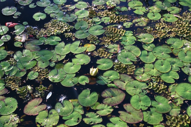 1 Pantanal.