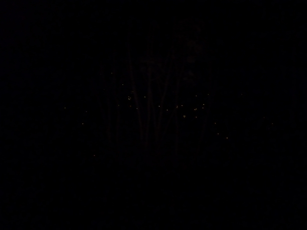 13 Po zachodzie słońca bagna roiją się od kajmanów. Oto ich oczy podświetlone reflektorem z dżipa.