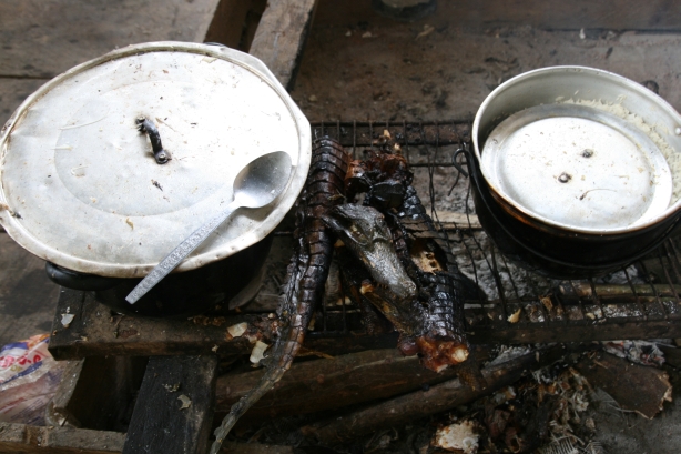 8b Grillowany kajman