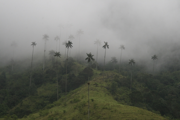 Valle de Cocora.